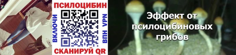 Купить где  Можайск  Галлюциногенные грибы Psilocybine cubensis 